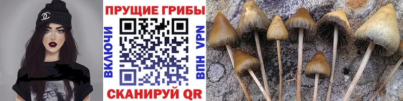 Купить где  Судак  Галлюциногенные грибы GOLDEN TEACHER 